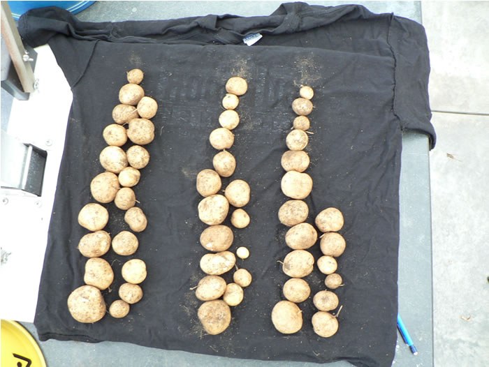 Potatoes on the left grown under in ozone filtered conditions in chamber, center potatoes grown in chamber with no filter and right potatoes grown in the open