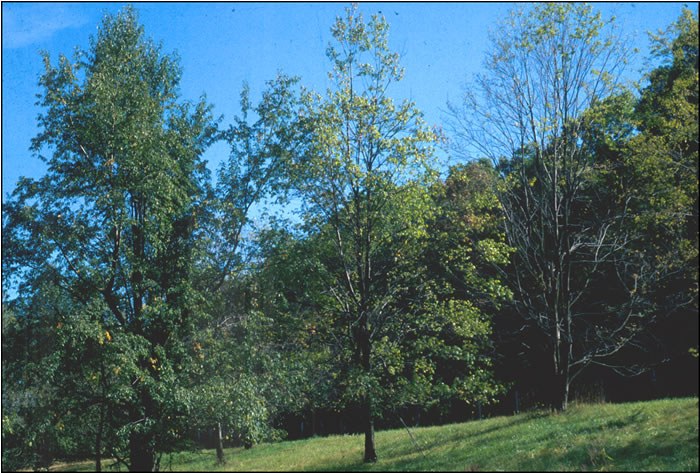 Genetic variation in ozone sensitivity within Black Cherry trees. On the left is ozone-tolerant Black Cherry compared to a very sensitive tree on the far right.  Note early leaf loss.