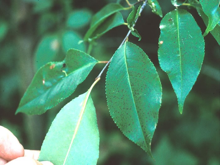 Upper leaf surface stipple which does not cross leaf veins and not visible on lower leaf surface.