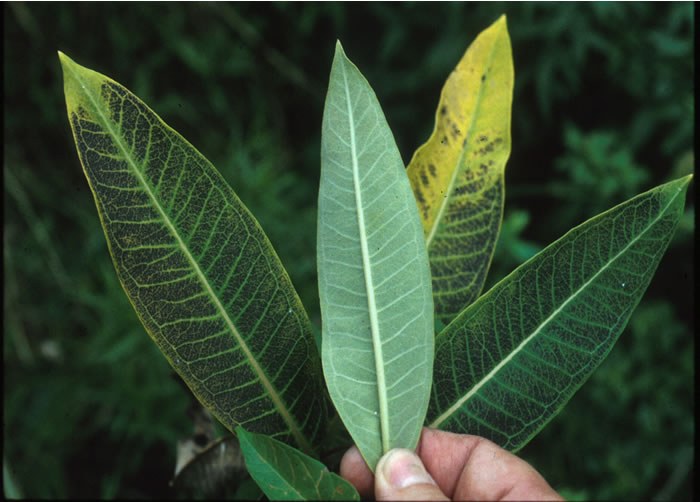 Upper leaf surface stipple, not on lower leaf surface and not crossing leaf veins.