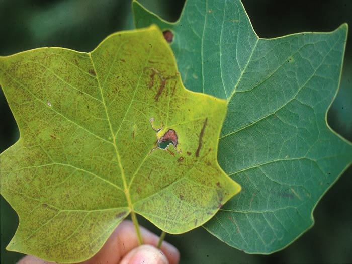 Typical leaf surface ozone stipple which does not cross over veins and is not present on lower leaf surface.