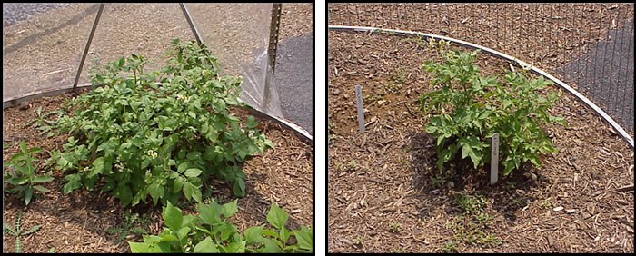 A variety of ozone-sensitive potato growing in an ozone filtered chamber appear much larger and greener compared to the same variety grown under ambient conditions.