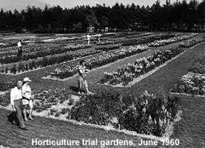 Horticulture Trial Gardens, June 1960