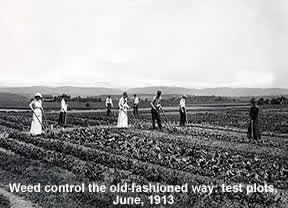 Weed Control the Old Fashioned Way: test plots, June 1913