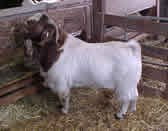 Goat