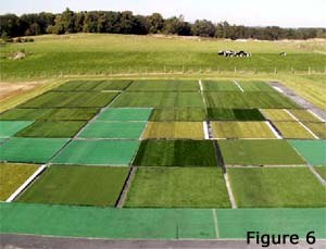 Infill - Figure 6. Infilled synthetic turf study