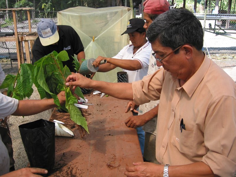 Somatic Embryo Plants before planting in field site, Quevado Ecuador