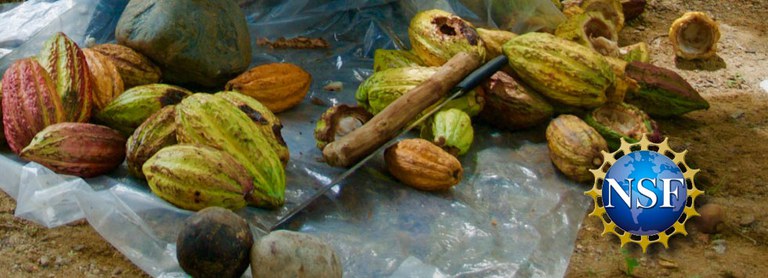 Cacao With NSF logo