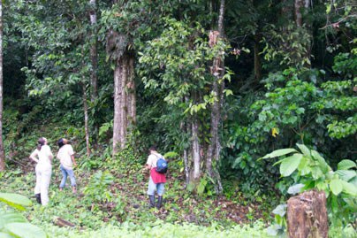 Wild Cacao Tree, Ecuadorian Amazon Region
