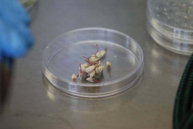 Place in Sterile Petri Dish