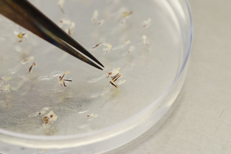 Place Petals, Stamens, and Staminodes on Fresh Media