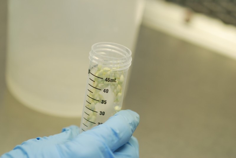 Placed in Sterile 50ml Tube