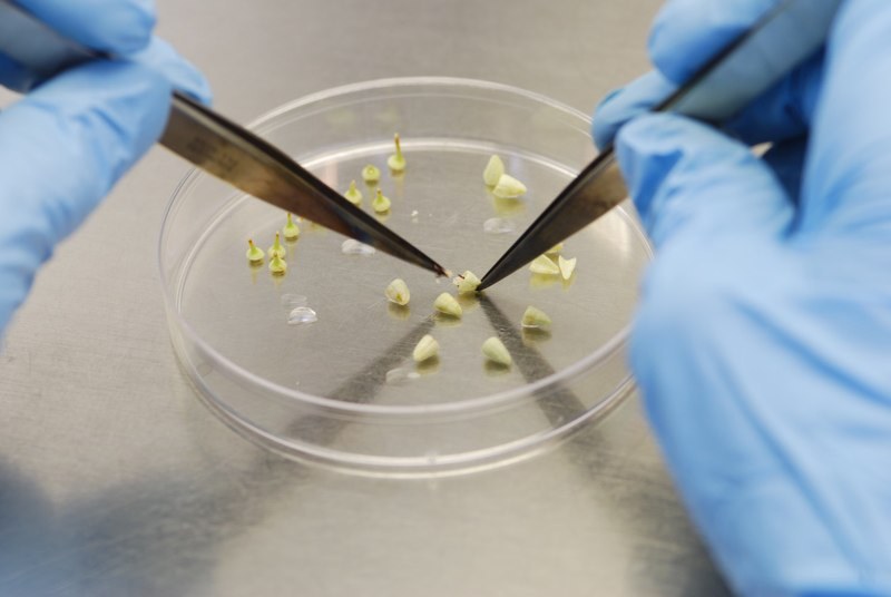 Remove Petals, Stamens, and Staminodes
