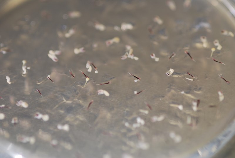 Separate Flower Parts and Distribute on Petri Dish