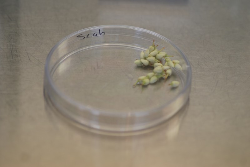 Unopened Cacao Flowers