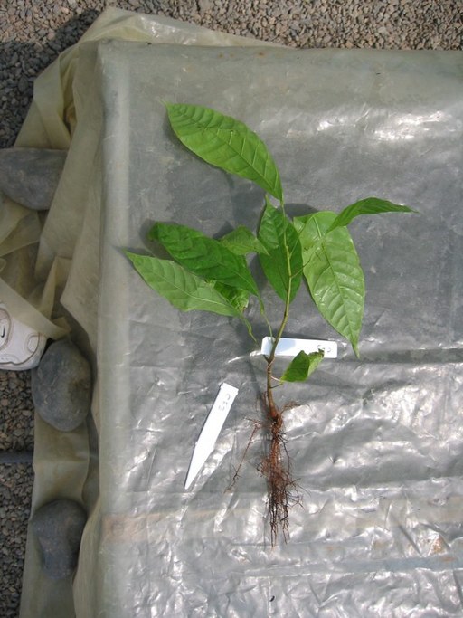 Bare Rooted SE for Transplantation
