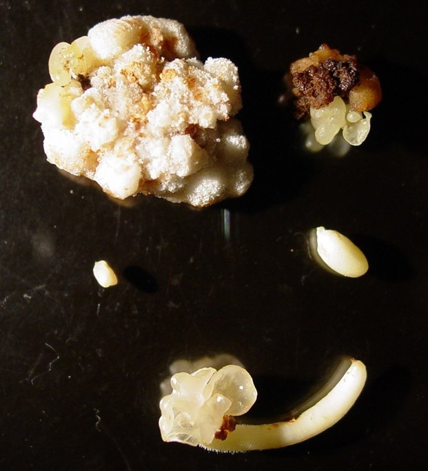 Top Left, Callus not producting, top right, embryogenic calli with small SE, heart torpedo and mature embryos
