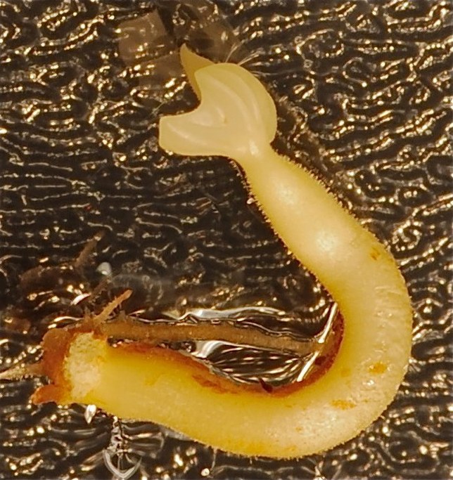 Mature Embryo