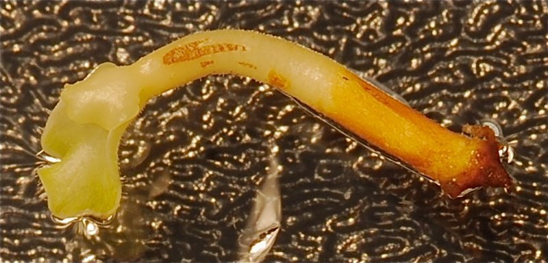Mature Embryo