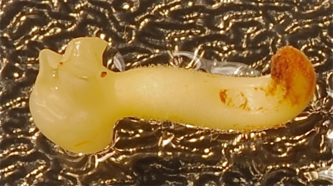 Mature Embryo