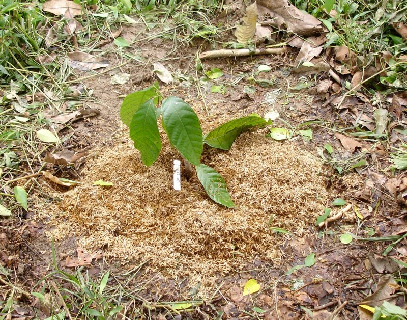 Planted in Field