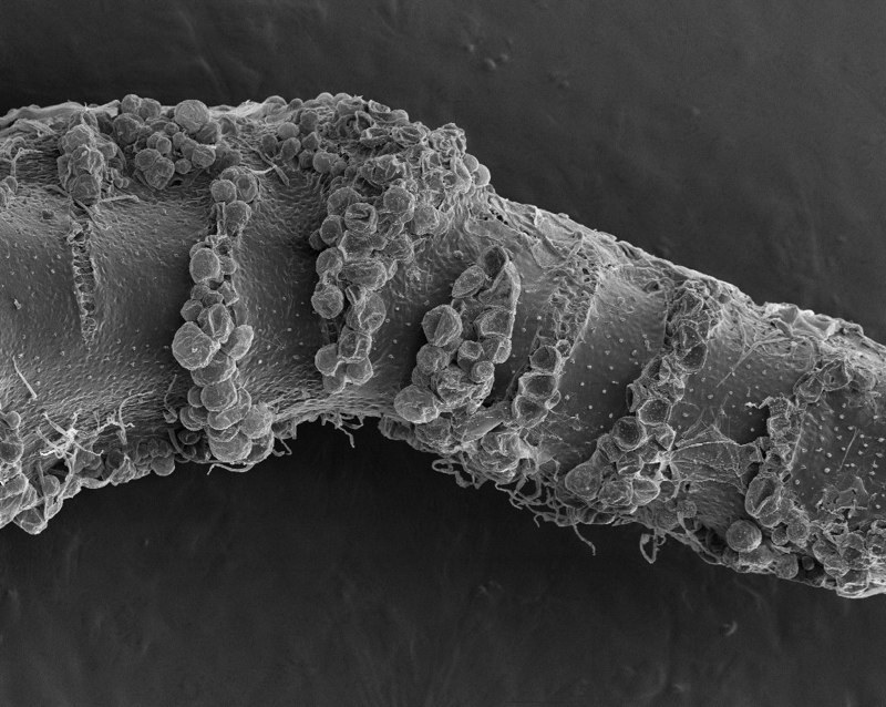 Staminode 5 days after Initiation
