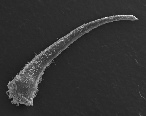 Staminode