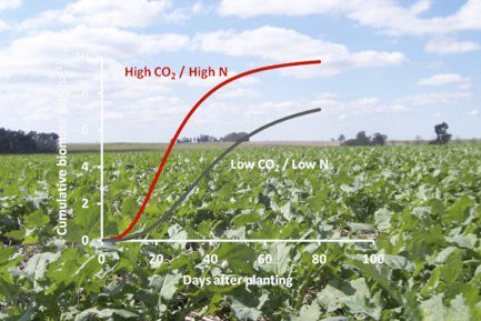 Cycles simulates the response of vegetation to soil and atmospheric forcing. The picture shows a canola canopy. Photo credit S. Mazzilli.