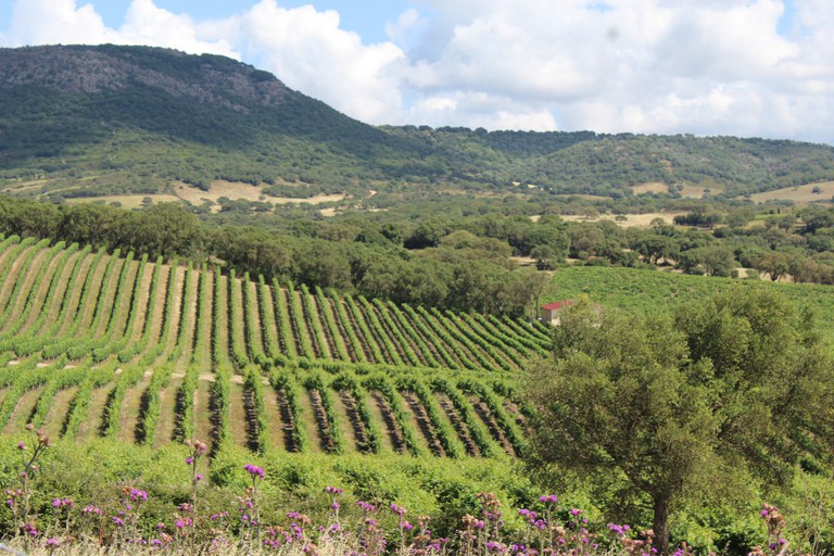 Mosaic landuse in NE Sardinia, Italy, showing vineyards, cork oak woodlands, and grasslands (photo credit K. Taylor).