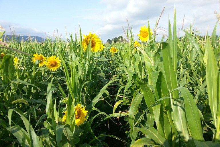 Polyculture at Rock Springs, PA in 2016. A silage mixture composed of 1/3 corn, 1/3, sorghum, and 1/6 of soybean and sunflower, respectively. Sorghum provides tolerance to water stress, soybean reduces the nitrogen demand, and sunflower and the other species provide habitat for beneficial insects among other benefits.