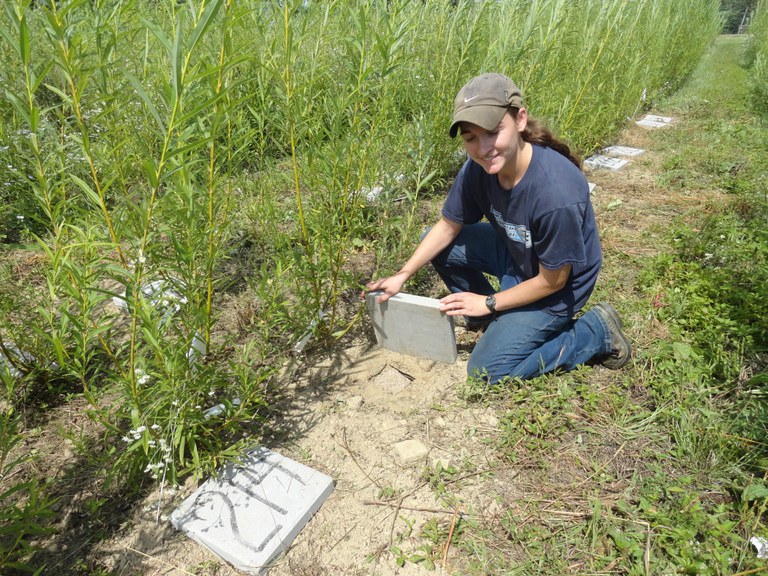 Kristie Dennison, who set up the experiment, next to the 15N labeled plants.