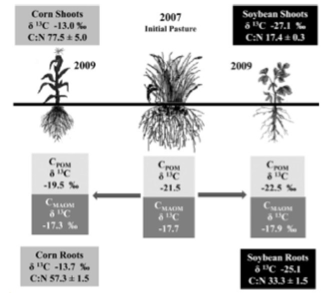 Carbon cycling using isotopes to track the fate of carbon in the soil-plant system.