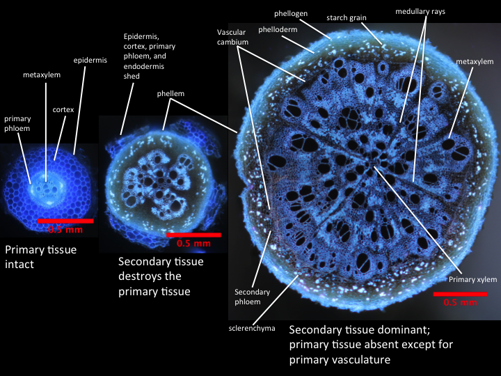 Root Anatomy for Abiotic Stress Tolerance — Department of Plant Science