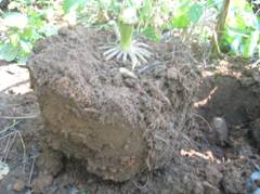 Excised Crown and Soil