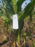 Tag Plant