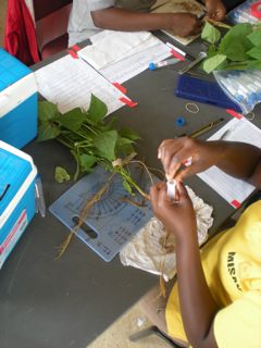 Crown phenotyping