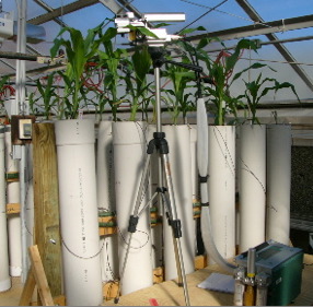 Plants grown in PVC cylinders