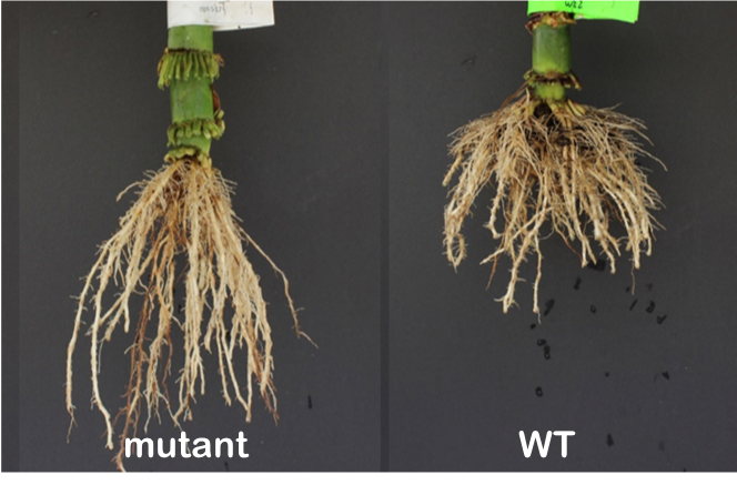 deep genes contrasting root crowns