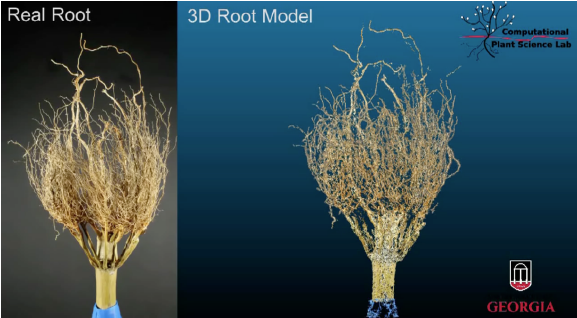 Dirt3D crowns comparison