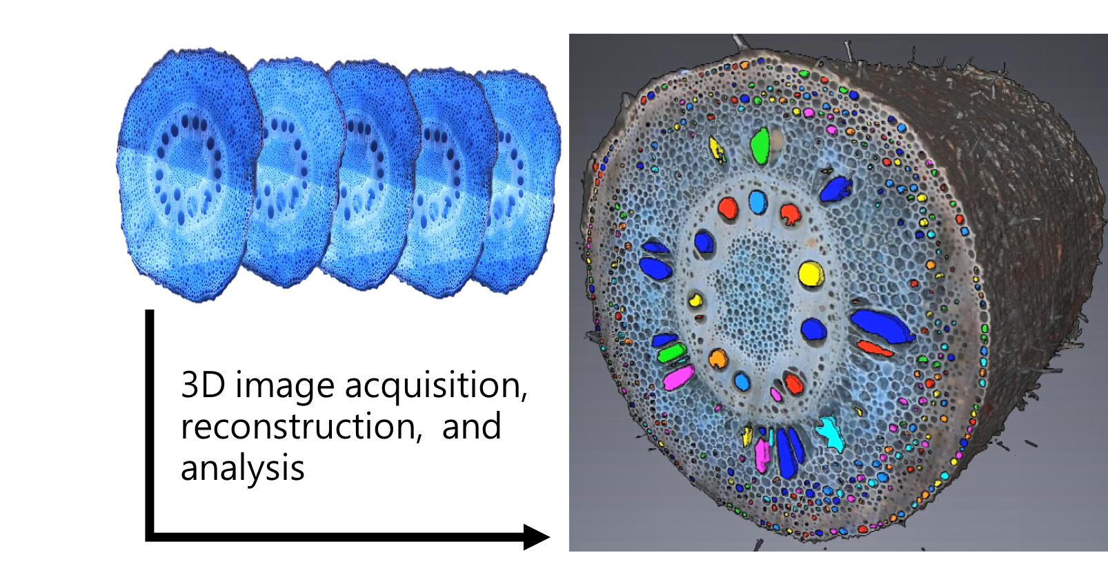 root slices to Root3D