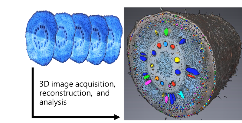 root slices to Root3D
