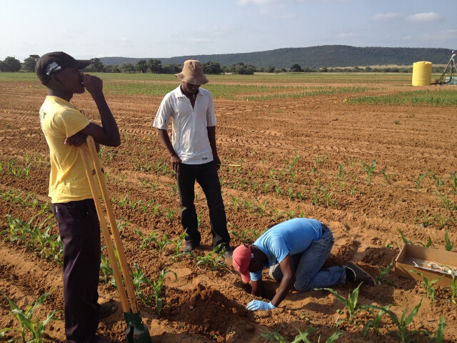 Interns at URBC installing TDRs