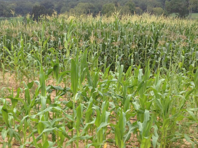 Low nitrogen maize in field versus high