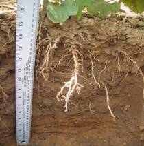 Monitoring root development