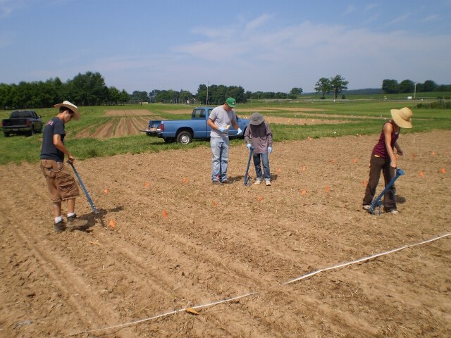 Planting by hand in low N maize fields