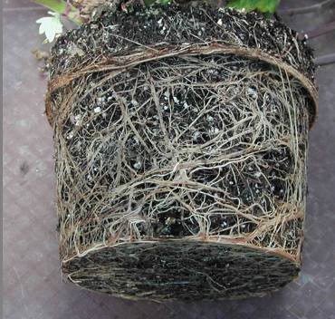 Pot Bound Roots