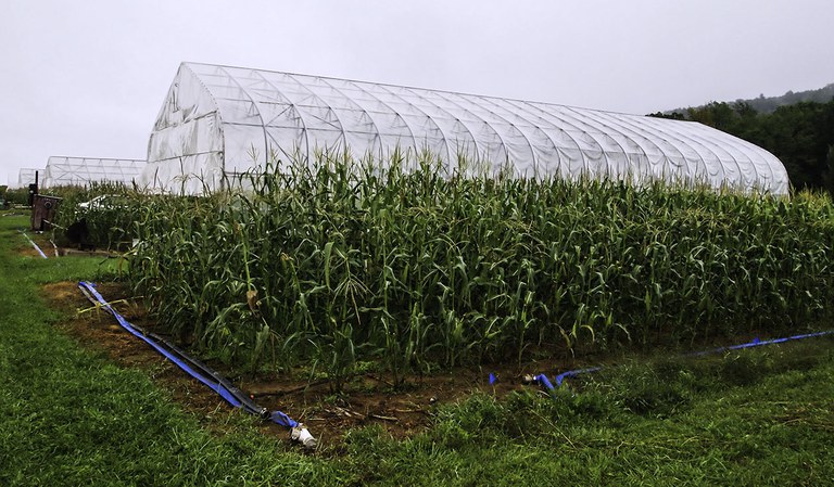 Rainout shelter control plot with maize