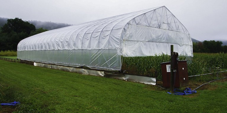Rainout shelter with maize