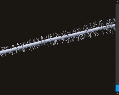 Roothair length