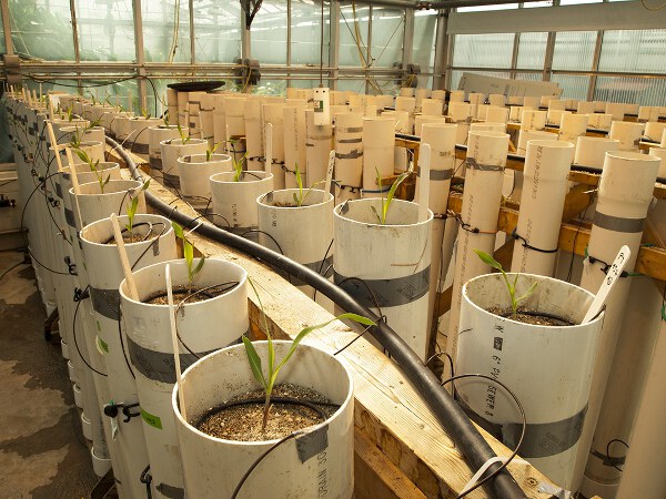 Rows of mesocosms in the greenhouse